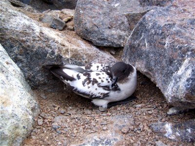 Damier du Cap photographié dans son nid sur le site de la base Française Dumont d'Urville en Terre Adélie, Antarctique