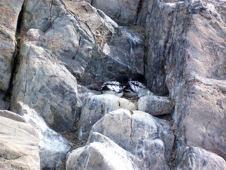 Nid de Damiers du Cap, sur une falaise près de la base Française Dumont d'Urville