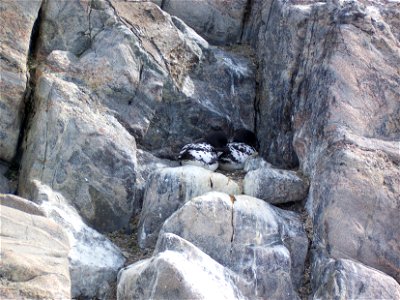 Nid de Damiers du Cap, sur une falaise près de la base Française Dumont d'Urville