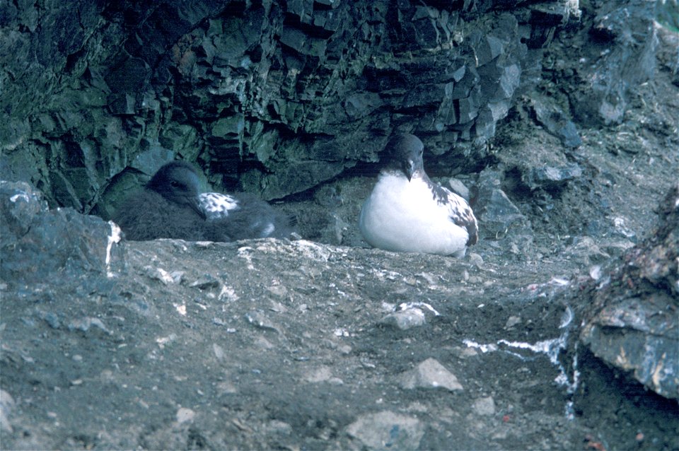 Cape Petrels sit on their nests on the rocky coast of Seal Island, off the Antarctic Peninsula.

Image ID: fish8562, NOAA's Fisheries Collection
Location: Antarctica, Seal Island
Photo Date: 1996
Phot