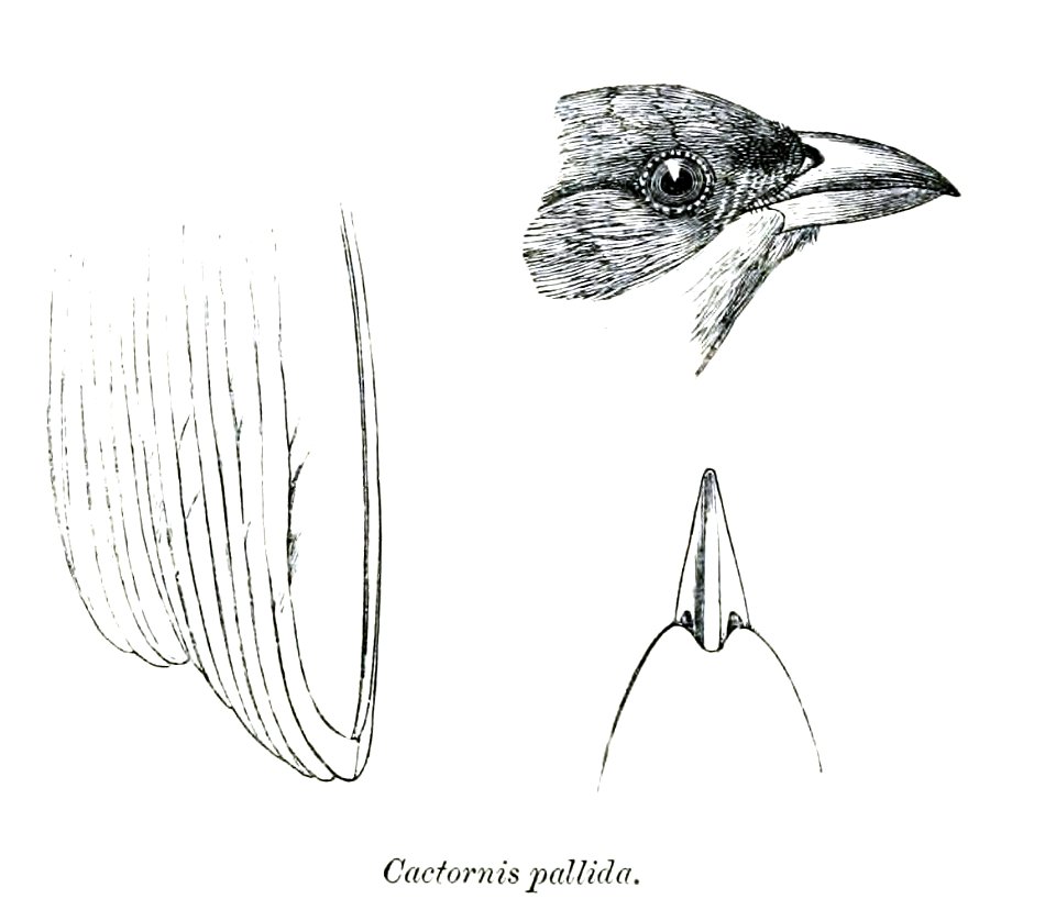 Woodpecker Finch; head from lateral, bill from dorsal, remiges tips from ventral