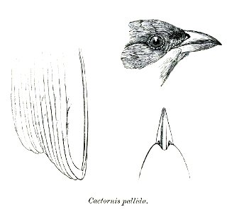 Woodpecker Finch; head from lateral, bill from dorsal, remiges tips from ventral