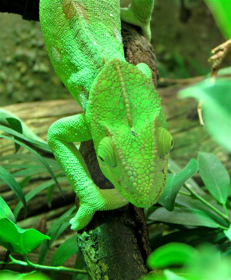 Furcifer oustaleti ♀

 Porträt eines Riesenchamäleonweibchens aus dem Prager Zoo.