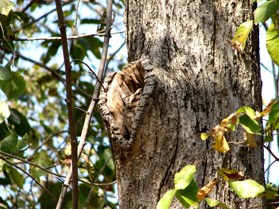 Owl sleeping in a tree hollow. Captured in Pench National Park, Madhya Pradesh, India. This is a common feature of guided tours in the park.