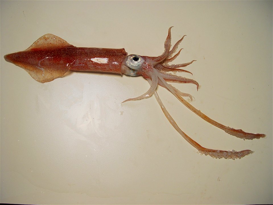 Longfin inshore squid ( Loligo pealeii ) photo