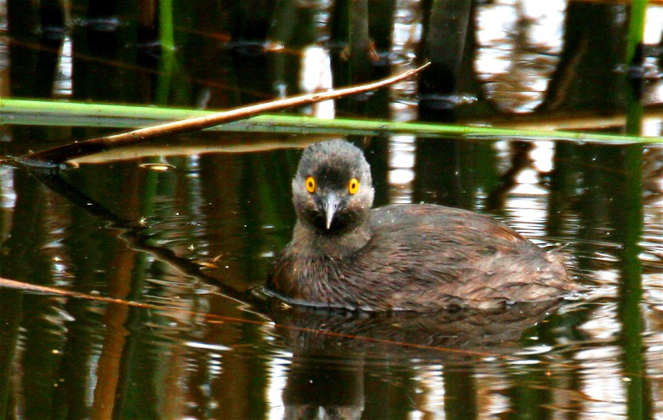Least Grebe Tachybaptus dominicus at Santa Ana NWR, Hidalgo County, Texas.

Photo credit: Marvin DeJong/USFWS