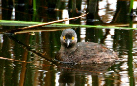 Least Grebe Tachybaptus dominicus at Santa Ana NWR, Hidalgo County, Texas. Photo credit: Marvin DeJong/USFWS photo