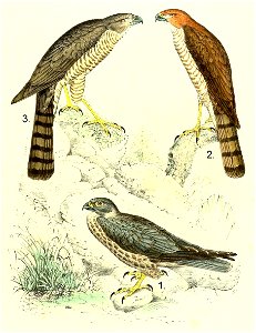 1 : Falco concolor (Sooty Falcon), young female
2 : Nisus brutus = Accipiter francesii brutus (Subspecies of Frances's Sparrowhawk), adult female
3 : Nisus moreli = Accipiter francesiae