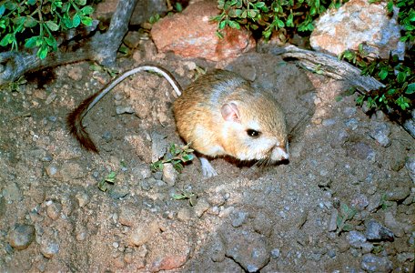 Kangaroo Rat (Dipodomys ingens) photo