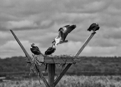 Bay flight feathers