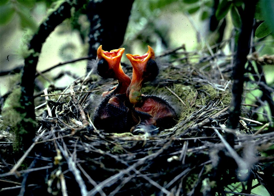 Here we see a pair of Palila nestlings, so young their eyes are not even open yet, wait open-mouthed for their parents to bring them food. Palila, a critically endangered Hawaiian bird found only the 