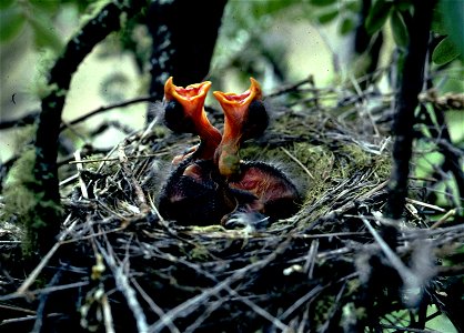 Here we see a pair of Palila nestlings, so young their eyes are not even open yet, wait open-mouthed for their parents to bring them food. Palila, a critically endangered Hawaiian bird found only the photo