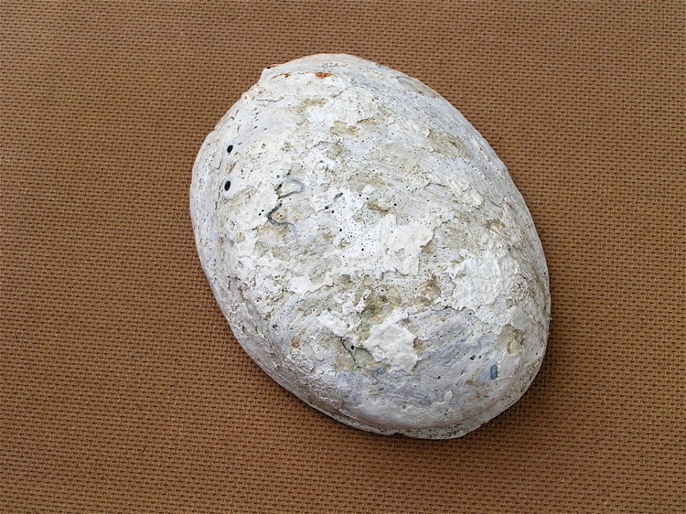 Photo of the shell of Haliotis iris. Locality: New Zealand, Own Collection. Goosebay, Kaikoura, New Zealand. 3 fathoms deep on rocks.