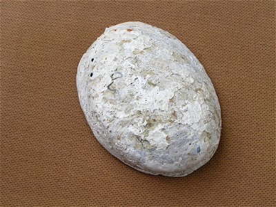 Photo of the shell of Haliotis iris. Locality: New Zealand, Own Collection. Goosebay, Kaikoura, New Zealand. 3 fathoms deep on rocks.
