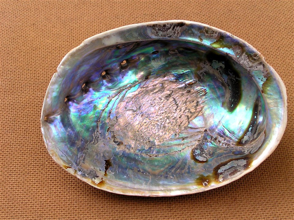 Photo of the shell of Haliotis iris. Locality: New Zealand, Own Collection. Goosebay, Kaikoura, New Zealand. 3 fathoms deep on rocks.