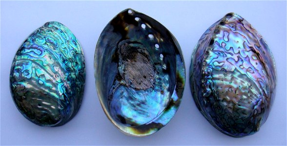 Blackfoot Paua shells sold in New Zealand.