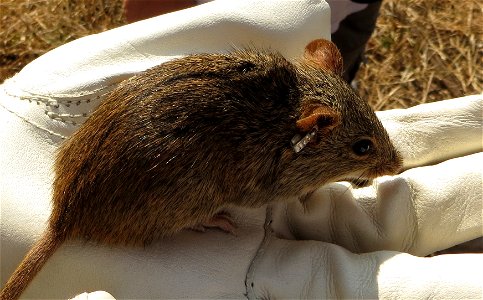 Single-striped grass mouse (Lemniscomys rosalia) in Mbuluzi Game Reserve, Swaziland.