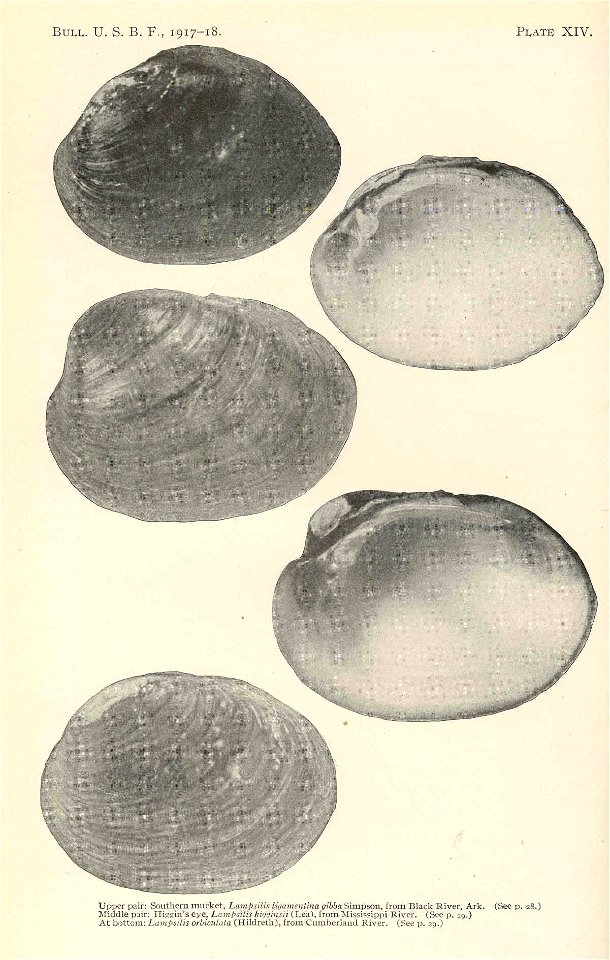 Upper pair: Southern mucket, Lampsilis ligamentina gibba (=Actinonaias ligamentina) from Black River, Ark.; Middle pair: Higgin's eye, Lampsilis higginsii from Mississippi River; Lower pair: Lampsilis