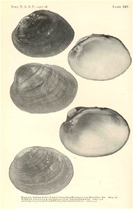 Upper pair: Southern mucket, Lampsilis ligamentina gibba (=Actinonaias ligamentina) from Black River, Ark.; Middle pair: Higgin's eye, Lampsilis higginsii from Mississippi River; Lower pair: Lampsilis