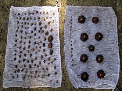 Higgins eye pearlymussels on the left and winged mapleleaf on the right - ready for relocation into Pool 2 on the Upper Mississippi River