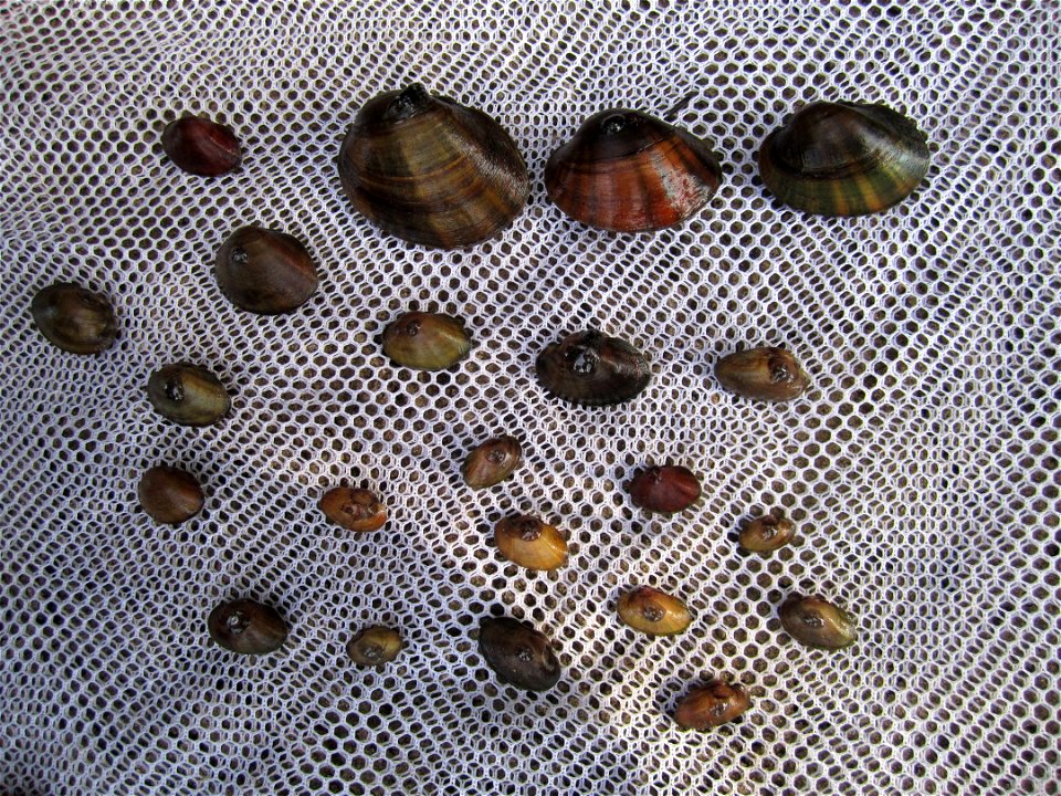 Higgins eye pearlymussels ready for relocation into Pool 2 on the Upper Mississippi River.