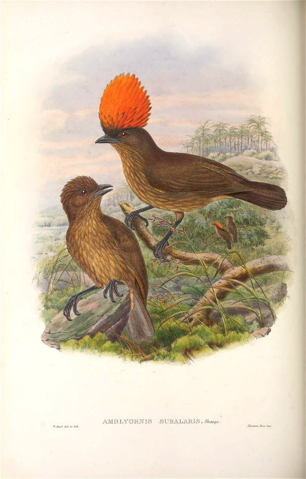 Amblyornis subalaris - Monograph of the Paradiseidae, or Birds of Paradise, and Ptilonorhynchidae, or Bower-birds. v.2 (1891-1898).