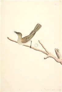 f.70  Fuscous Honeyeater  [Lichenostomus fuscus]