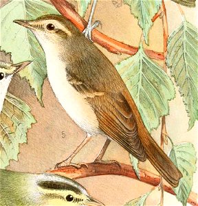 English:  « Phylloscopus (Acanthopneuste) tenellipes » = Phylloscopus tenellipes (Pale-legged Leaf Warbler) - maleFrançais :  « Phylloscopus (Acanthopneuste) te