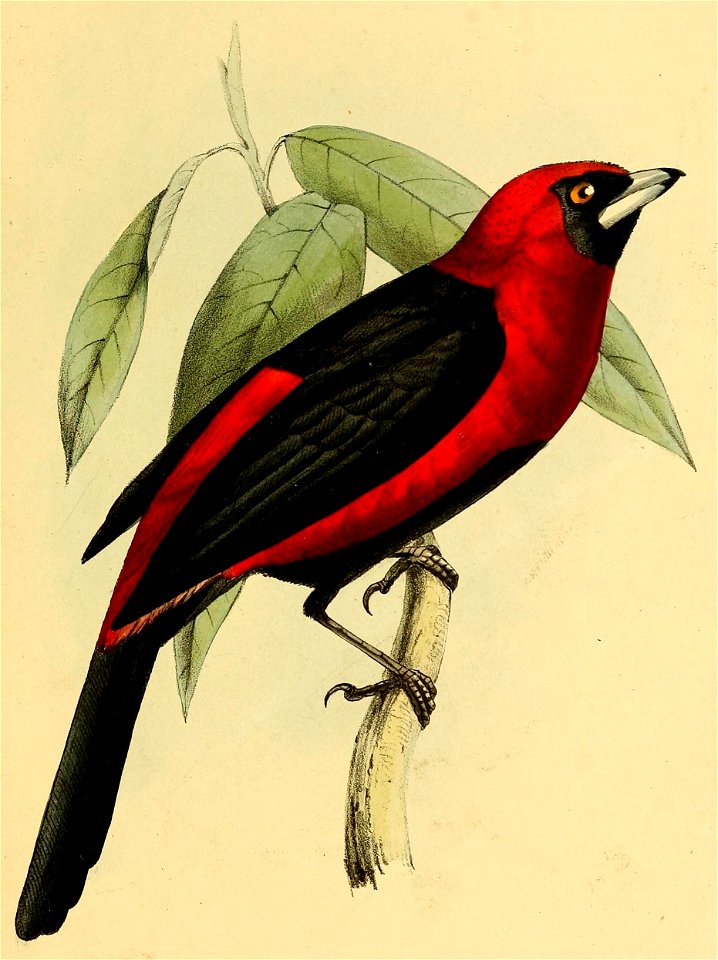 Ramphopis nigrogularis = Ramphocelus nigrogularis (Masked Crimson Tanager)