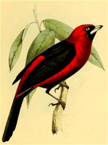 Ramphopis nigrogularis = Ramphocelus nigrogularis (Masked Crimson Tanager)