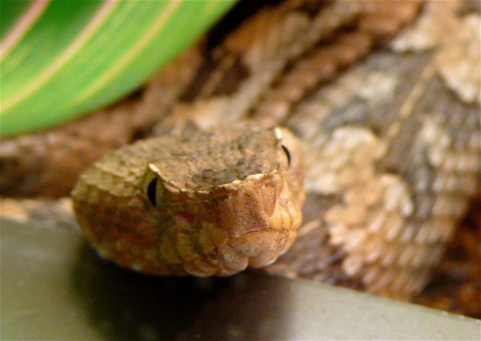 Dunn's hognosed pitviper (Porthidium dunni)