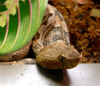 Dunn's hognosed pitviper (Porthidium dunni)
