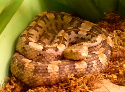 Dunn's hognosed pitviper (Porthidium dunni)