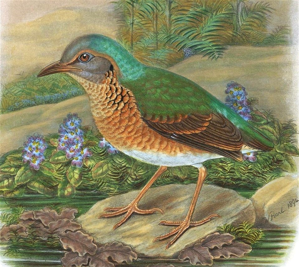 Illustration of the Blue-rumped pitta, Hydrornis soror Wardlaw-Ramsay, 1881, by W. Hart, 1894

ELLIOT'S ILLUSTRATIONS.
W.Hart del. et lith.
Mintern. Bros. imp
PITTA SOROR.
Pitta soror
Saigon Pitta
Pit