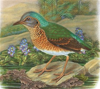 Illustration of the Blue-rumped pitta, Hydrornis soror Wardlaw-Ramsay, 1881, by W. Hart, 1894

ELLIOT'S ILLUSTRATIONS.
W.Hart del. et lith.
Mintern. Bros. imp
PITTA SOROR.
Pitta soror
Saigon Pitta
Pit