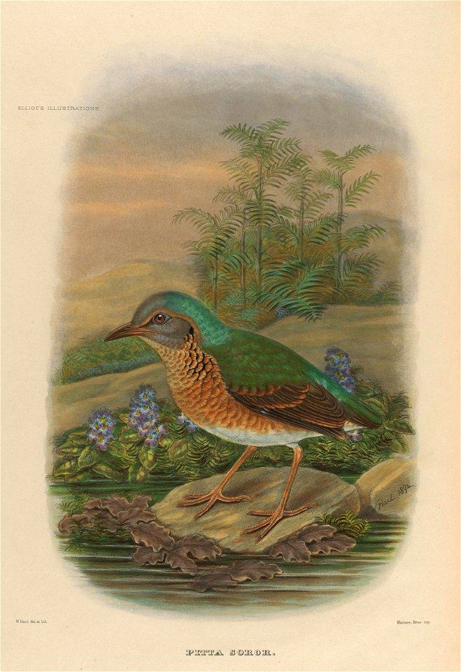 Illustration of the Blue-rumped pitta, Hydrornis soror Wardlaw-Ramsay, 1881, by W. Hart, 1894

ELLIOT'S ILLUSTRATIONS.
W.Hart del. et lith.
Mintern. Bros. imp
PITTA SOROR.
Pitta soror
Saigon Pitta
Pit