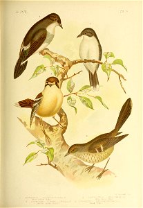 .J B^oinowski . Feci h. 
EOPSALTRIA LEUCOGASTER (Gould) £ EOPSALTRIA LEUCURA (Goul 
Whil-e- bel lied Robin Whire- hailed Rob.n 
3 DRYMODES SUPERCI LIAR IS (Gould) 4 DRVMODES BRUNNCOPVGIA (Gould) 

Eas