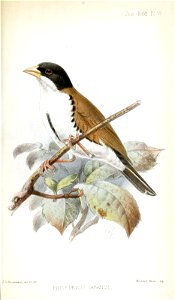 Philetaerus cabanisi