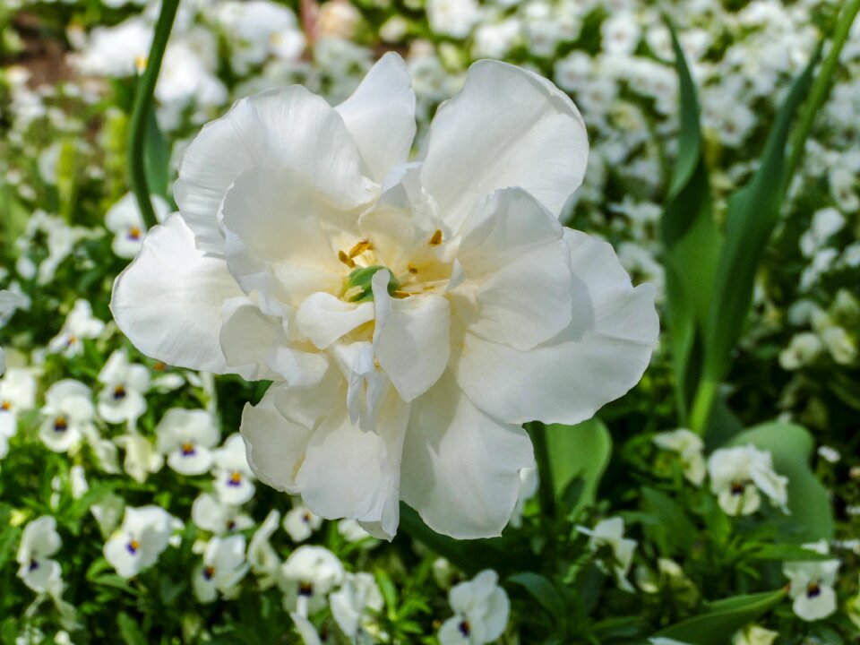 Plant nature garden