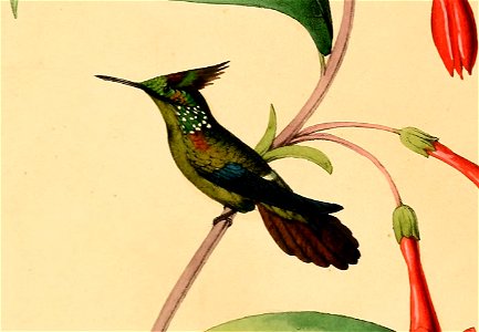 Aurinia verreauxi = Lophornis chalybeus verreauxi [1]