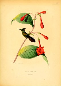 Aurinia verreauxi = Lophornis chalybeus verreauxi [1]