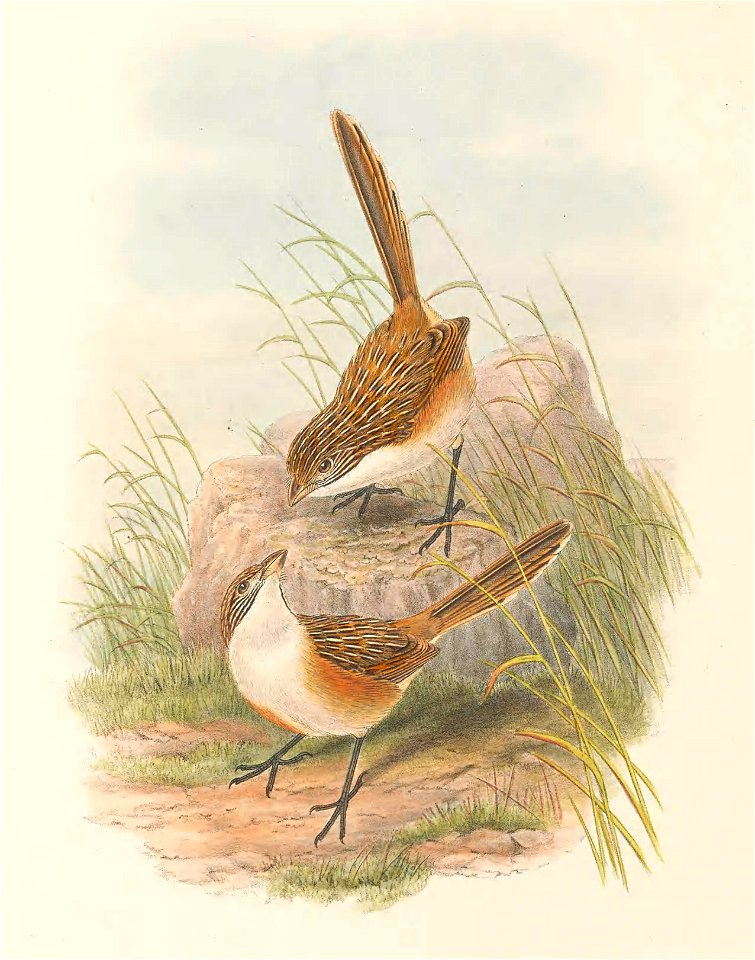 Amytis goyderi (=Amytornis goyderi) in The birds of New Guinea and the adjacent Papuan islands, including many new species recently discovered in Australia. v.3 (Plate 8).