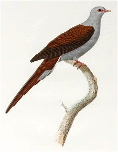 Illustration of Reinwardtoena reinwardti (Temminck, 1824 ; synonym : Reinwardtoena reinwardtii). From: Les Pigeons (Paris 1838-1845)