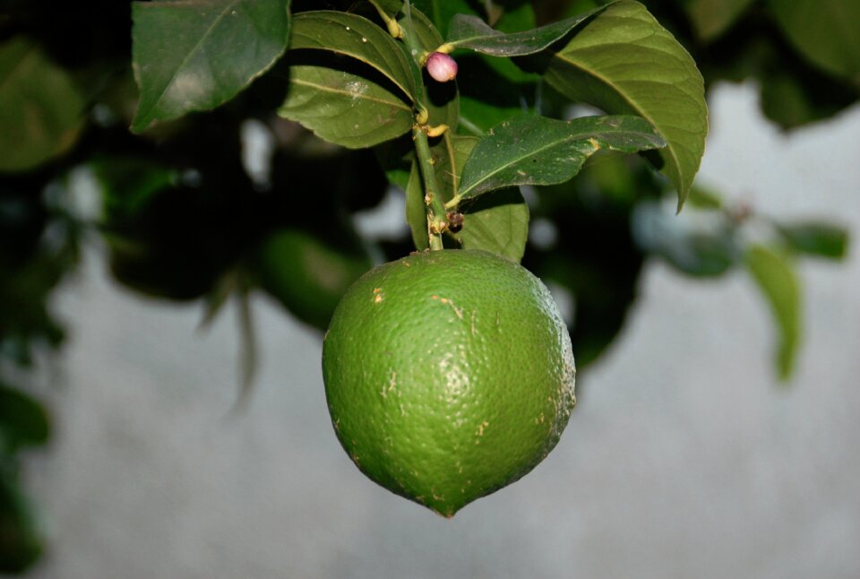 Citrus refresh drink