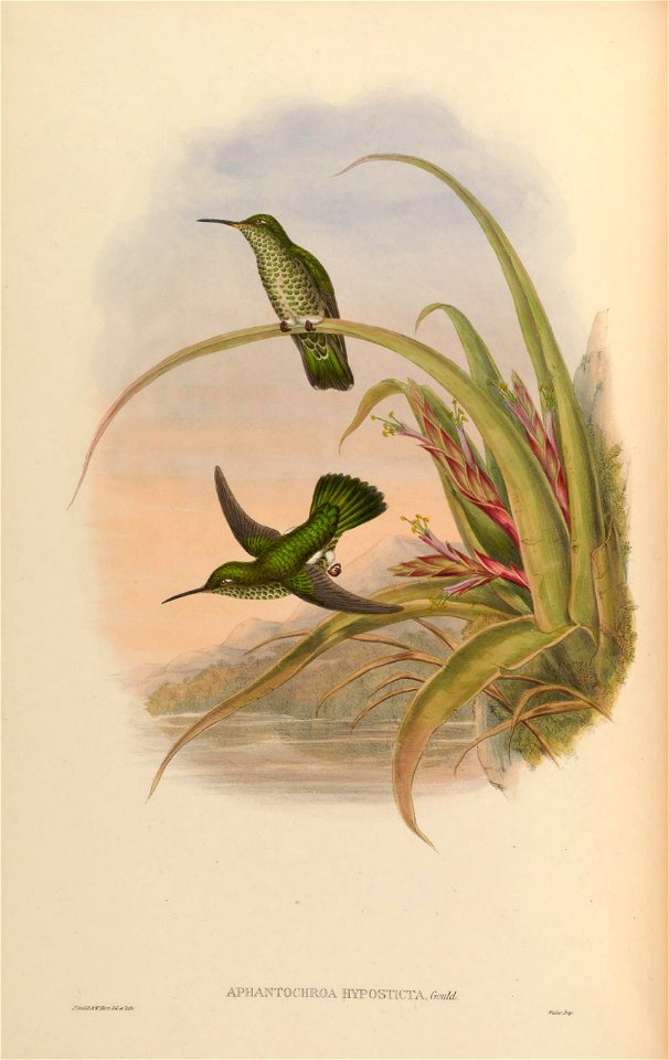 Aphantochroa hyposticta = Taphrospilus hypostictus in John Gould's Hummingbirds ISBN 978-1555216610
