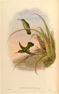 Aphantochroa hyposticta = Taphrospilus hypostictus in John Gould's Hummingbirds ISBN 978-1555216610