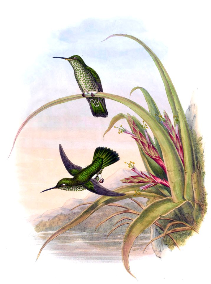 Aphantochroa hyposticta = Taphrospilus hypostictus in John Gould's Hummingbirds ISBN 978-1555216610