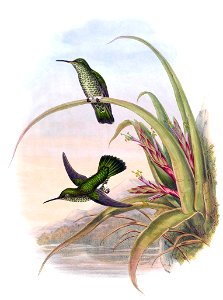 Aphantochroa hyposticta = Taphrospilus hypostictus in John Gould's Hummingbirds ISBN 978-1555216610