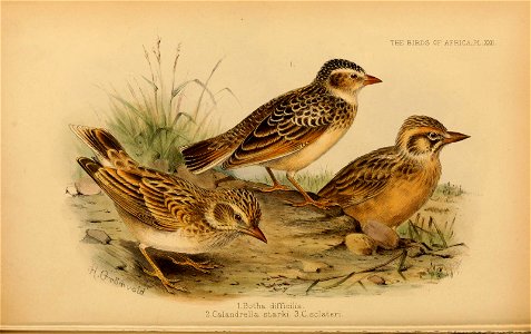 Juvenile S. fringillaris (top), adult S. starki (left)  and S. sclateri (right)