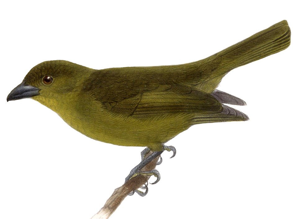 English:  « Phoenicopterus carmioli » = Chlorothraupis carmioli (Olive Tanager)Français :  « Phoenicopterus carmioli » = Chlorothraupis carmioli (Habia oli
